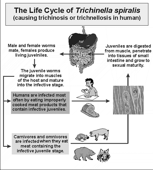 A trichinella fejlődési ciklussémája